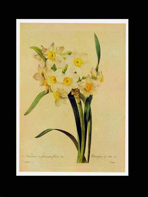 Narcissus Tazetta Flower Yellow Eye Bouquet Vintage - Etsy