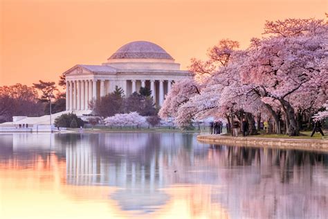 Washington DC Cherry Blossoms: The Ultimate Guide To Visiting