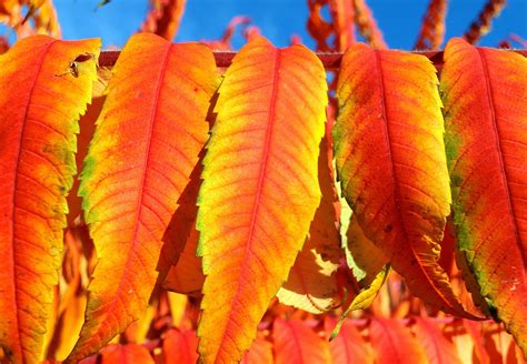 1920x1080 wallpaper | Rhus, Vinegar Tree Leaves, Deciduous, leaf, autumn | Peakpx