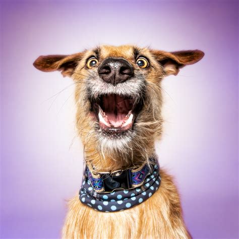 Funny (Dog) Faces ‹ Erblicken.com