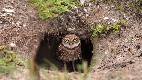 Florida Town Will Pay Residents to Help Burrowing Owls Find a Home - EcoWatch