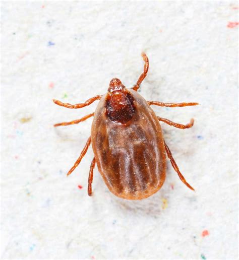 Brown Dog Tick - GreenLeaf Pest Control