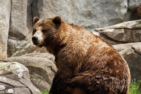 Grizzly Bear Sitting Down Photograph by Jill Lang | Fine Art America