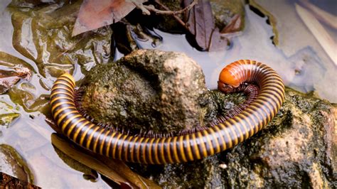 Giant African Millipede | San Diego Zoo Animals & Plants