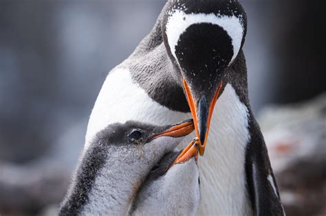 Penguin mom feeding her chicks : r/aww