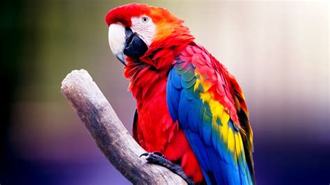 Animal Parrot HD Wallpapers - Wallpaper Cave