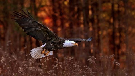 3840x2160 Bald Eagle Flight 4K ,HD 4k Wallpapers,Images,Backgrounds,Photos and Pictures