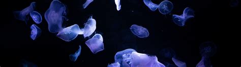 Jellyfishes Wallpaper 4K, 8K, Underwater, Deep ocean, Dark