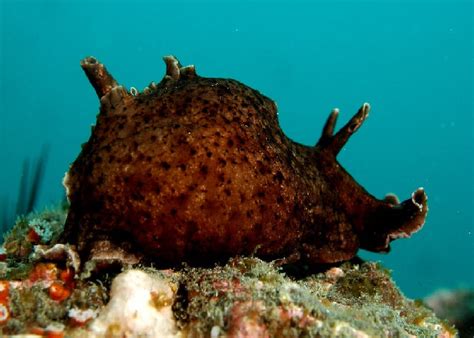 California Sea Hare "Aplysia californica" – 1 Fish 2 Fish Dartmouth