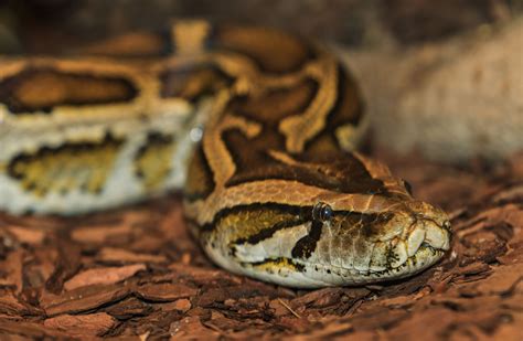 Burmese Python | Seneca Park Zoo