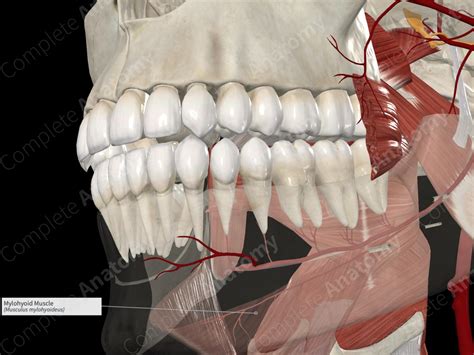 Mylohyoid Muscle | Complete Anatomy