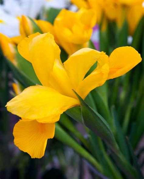 Iris Strong Gold from Peter Nyssen flower bulbs and plants