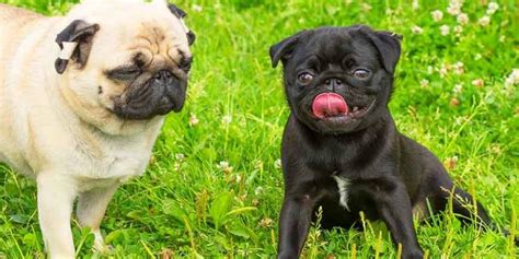 Pug Problems: 13 Health Problems They Can Suffer From