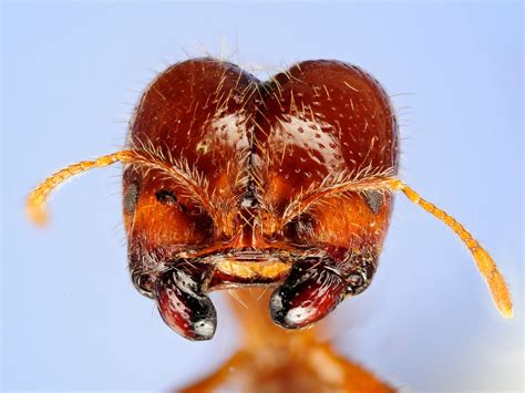 Photos: "Zombie" Ants Found With New Mind-Control Fungi