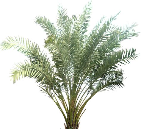 Tropical Plant Pictures: Phoenix Sylvestris