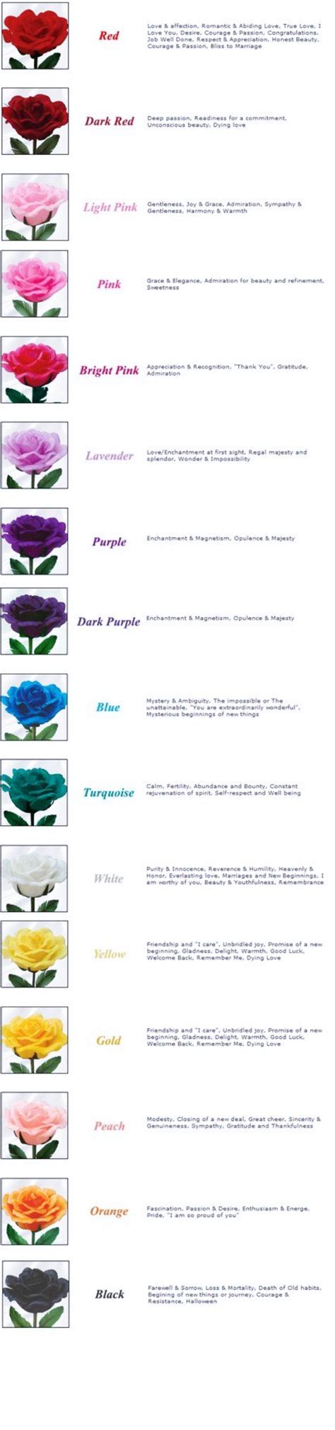 The Real Meaning Of The Different Rose - photofun 4 u com