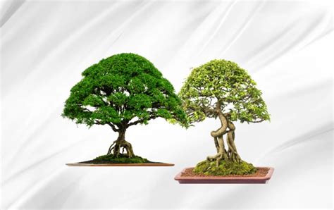 Get To Know the Bonsai Tree: History and Art Form