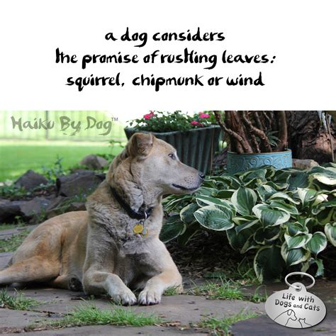 Haiku by Dog: Promise : Life with Dogs and Cats