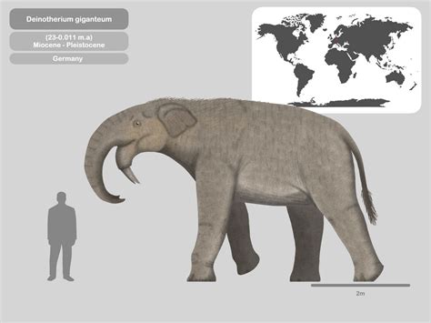 Perfil Deinotherium giganteum by PaleoHistoric on DeviantArt