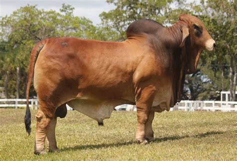 Brahman Cattle Characteristics : Simmental | Canadian Beef Breeds Council - Find out information ...