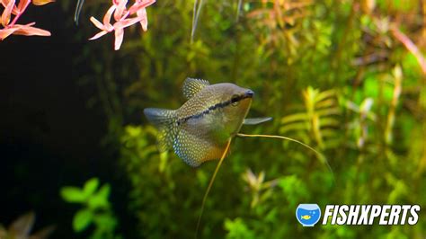 Pearl Gourami Care - Fishxperts