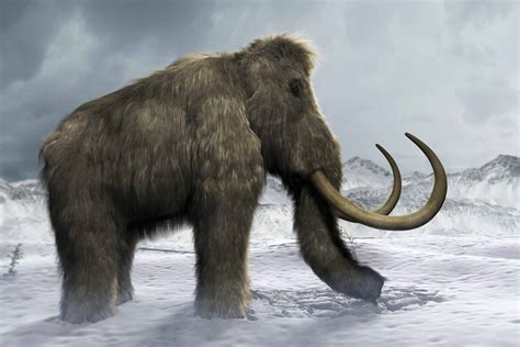 10 Facts About the Wild Woolly Mammoth