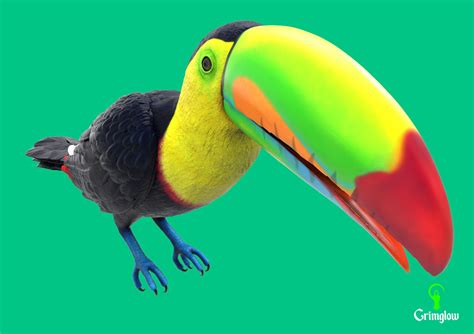 ArtStation - Keel-billed Toucan | Resources