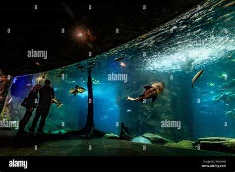 Aquarium, Dallas World Aquarium, Exhibits, Sharks, Sloth, animals, breeding, conservation, fish ...