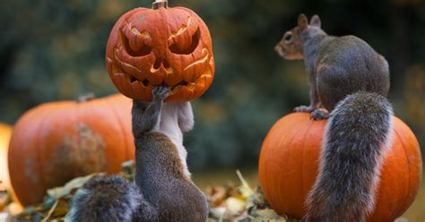 Squirrel Becomes A Halloween Monster As It Tries To Steal A Pumpkin