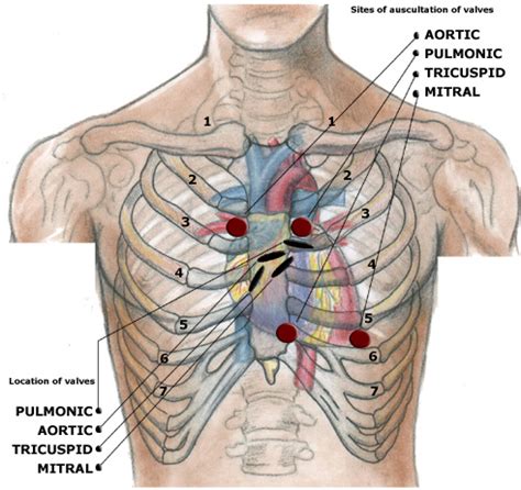 heart valve sound locations - Google Search | Heart auscultation, Heart ...