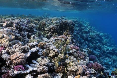 Red Sea Coral Reef Facts – Interesting Things To Know