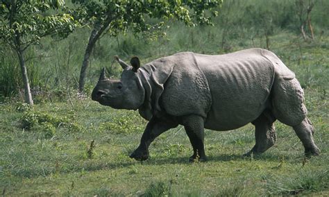 Greater One-Horned Rhino | Species | WWF