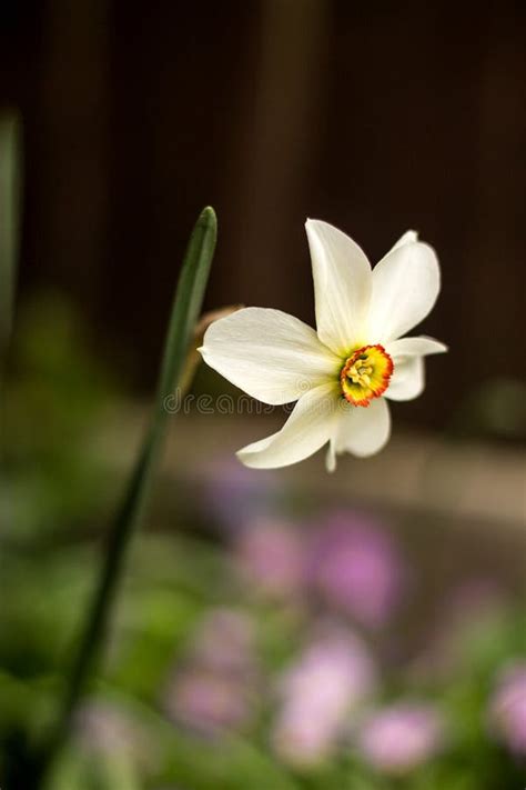 Daffodil Flower In Early Spring Stock Image - Image of fresh, botanical ...