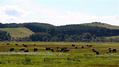 Grazing cows in pasture , time lapse 1278406 Stock Video at Vecteezy