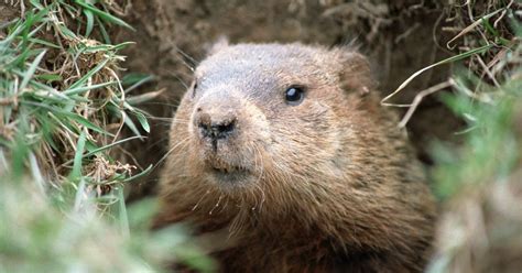 28 Steps to Get Rid of Groundhogs - The Habitat