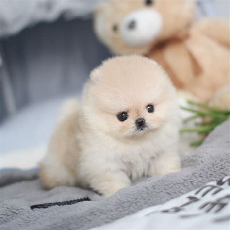 Pin by Crystal Pomeranian puppies on Crystal teacup Pomeranian puppies | Pomeranian puppy teacup ...