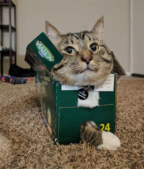 17 Cats Who Are Kinda Maybe Stuck In Boxes | Cuteness