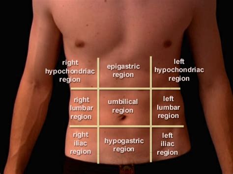 Module - Abdominal Viscera Basics