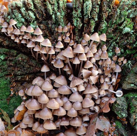 Brown fungi photo - WP04059