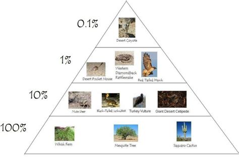 What is an energy pyramid? + Example