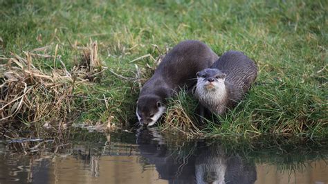 Otter Fact Sheet | Blog | Nature | PBS