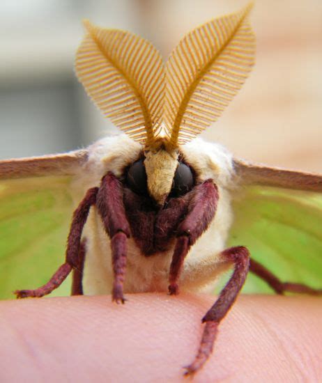 luna moths - Google Search | Luna moth, Moth photography, Moth face