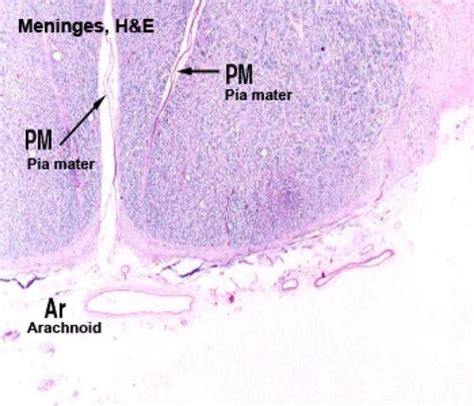 Arachnoid Mater Histology