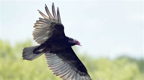 Habitat of Flight (Off Display) - Smithsonian Gardens