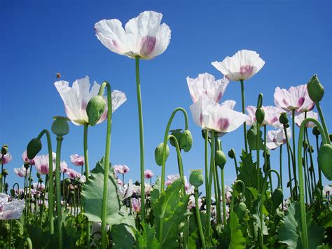 History of the Poppy Flower - Earthpedia - Earth.com