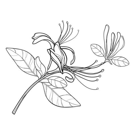 Honeysuckle Flower Clipart Cartoon