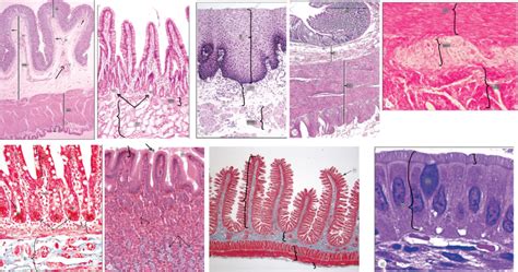 Histology Of Gi Tract