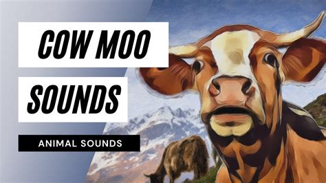 Cow Moo Sounds - cow moo sounds - the animal sounds: how cow moo ...