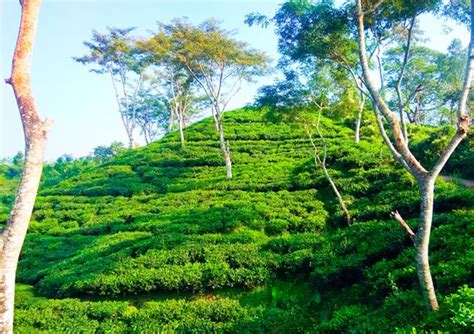 Sylhet Tourism Place | Top 10 Amazing Tourist Place in Sylhet