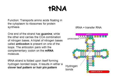 write the function of tRna - Biology - Molecular Basis of Inheritance - 11706825 | Meritnation.com